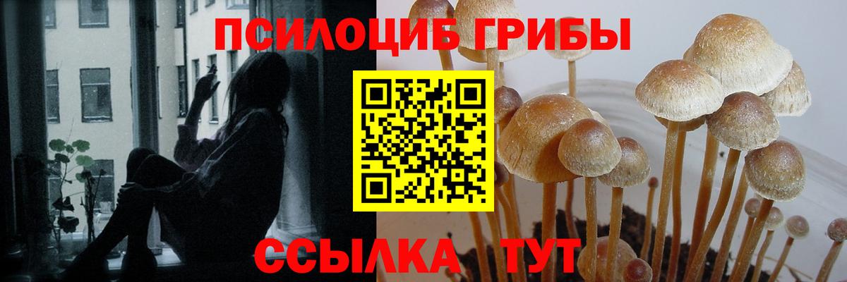 Галлюциногенные грибы Cubensis  Вход с VPN  Кондопога 